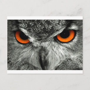 Carte Postale Hiboul d'aigle