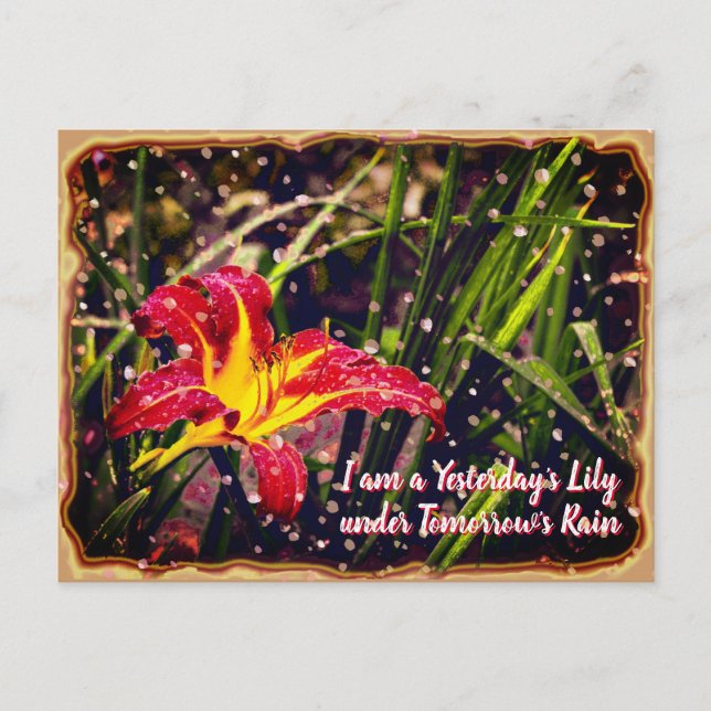 Carte Postale Hier Lily dans demain pluie (Devant)