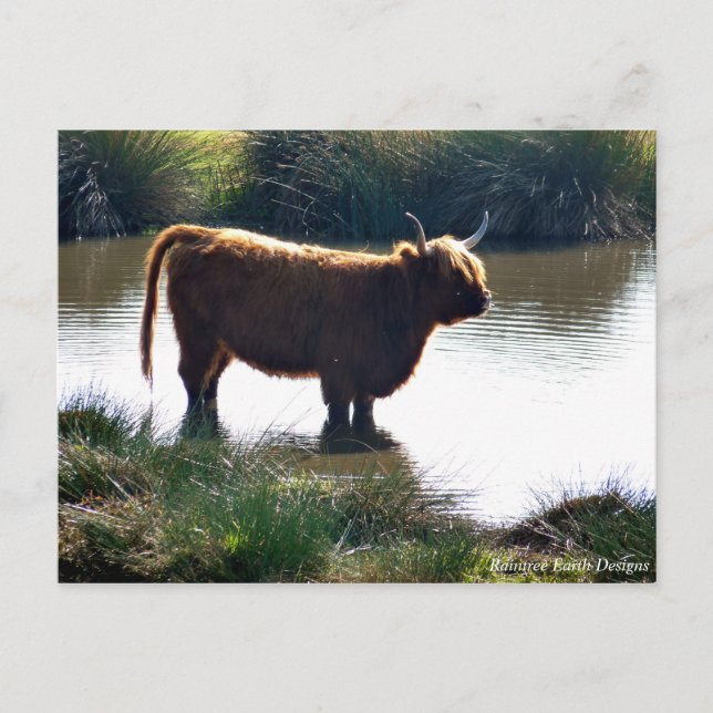 Carte Postale Highland Cattle (Devant)