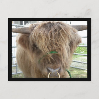 Carte postale Highland Cattle Bull