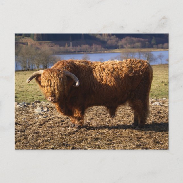 Carte Postale Highland Cattle Bull, Écosse (Devant)