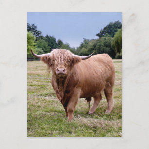 Carte postale Highland Cow