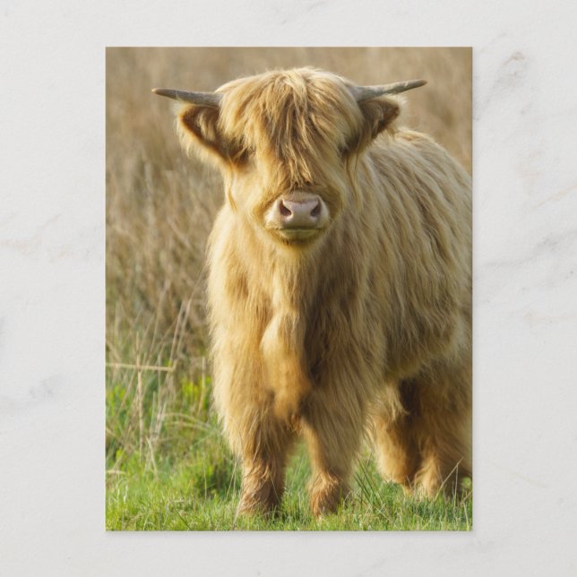 Carte Postale Highland Cow (Devant)