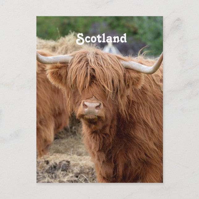 Carte Postale Highland Cow (Devant)