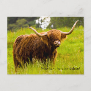 Carte postale Highland Cow