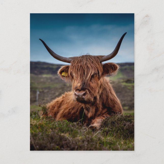 Carte Postale Highland Cow (Devant)