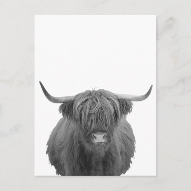 Carte Postale Highland Cow Scotland Russe Noir Blanc (Devant)