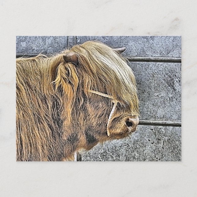 CARTE POSTALE HIGHLAND VW (Devant)