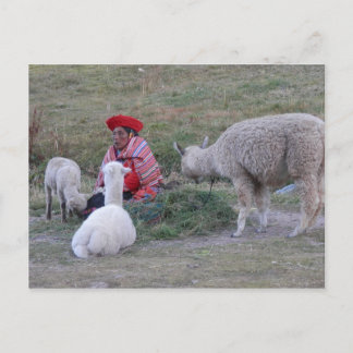 Carte Postale Highlander avec troupeau