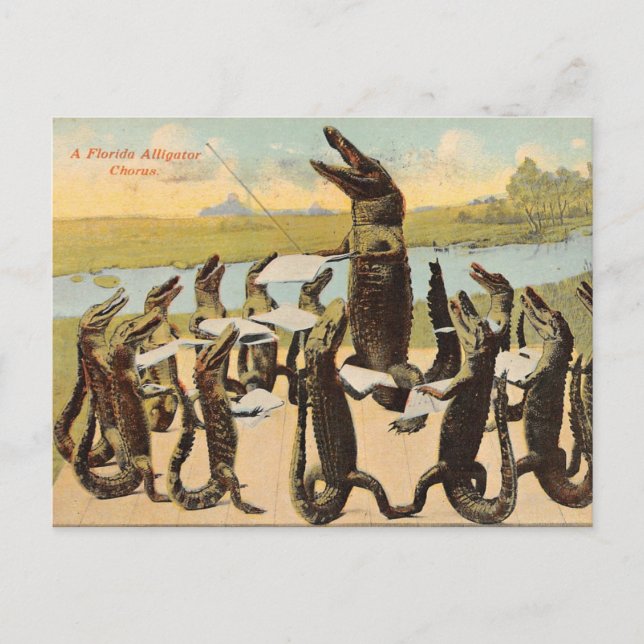 Carte postale Hilaried Florida Gator Chorus (Devant)