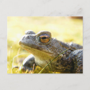 Carte Postale Hill End Toad
