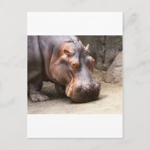 Carte Postale Hipo
