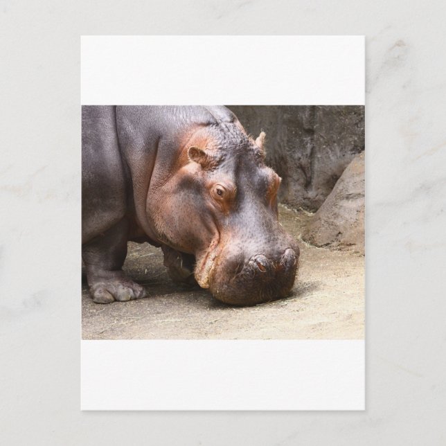 Carte Postale Hipo (Devant)