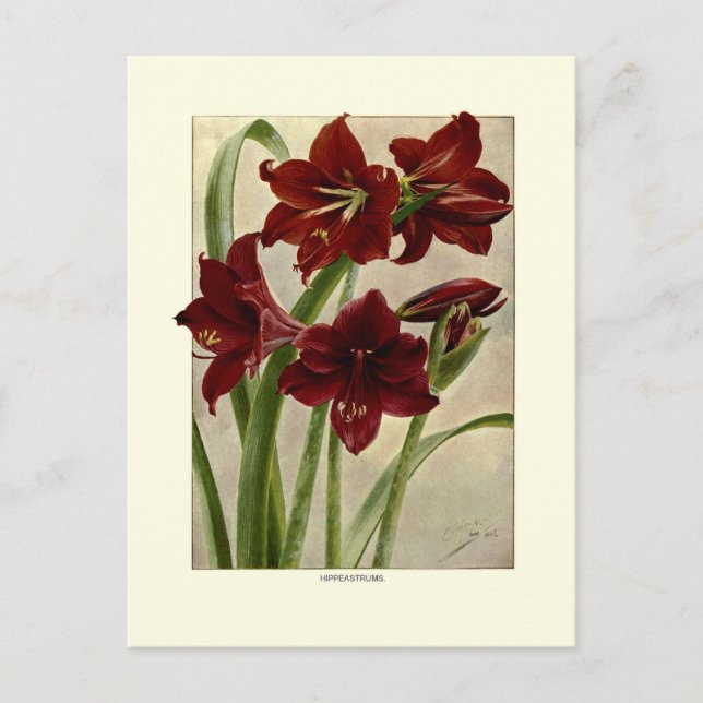 Carte Postale Hippeastrums (Amaryllis) (Devant)
