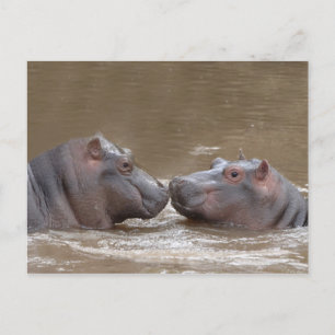Carte Postale Hippo