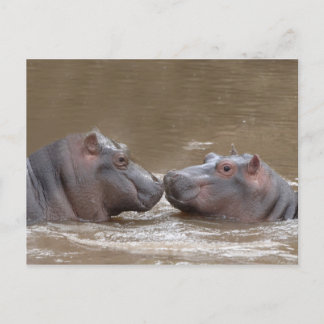 Carte Postale Hippo