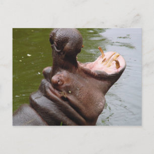 Carte Postale Hippo