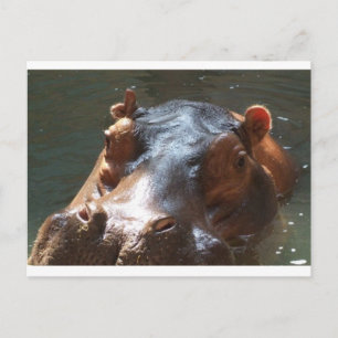 Carte Postale hippo