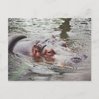 Carte Postale Hippo