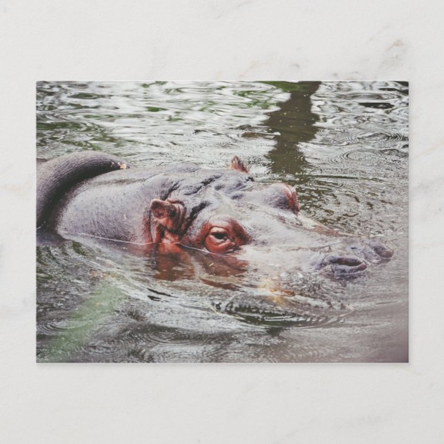 Carte Postale Hippo (Devant)