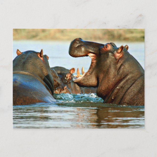 Carte Postale Hippo - Cheval de rivière (Devant)