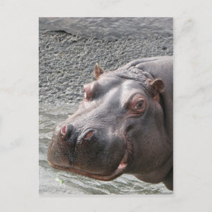 Carte Postale Hippo coquin !