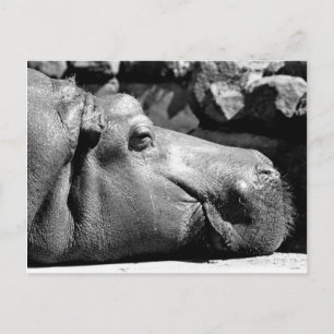 Carte postale Hippo Doze