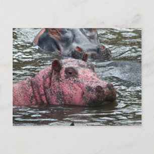 Carte Postale Hippo rose vif