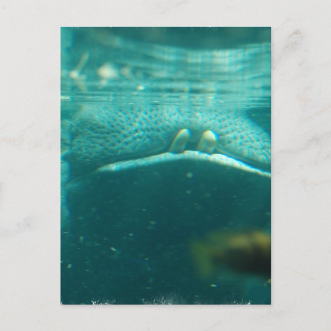 Carte postale Hippo souriante (Devant)