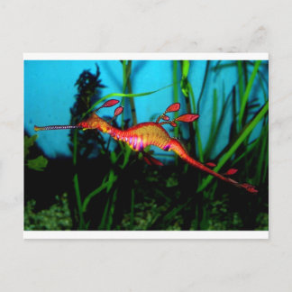 Carte Postale hippocampe
