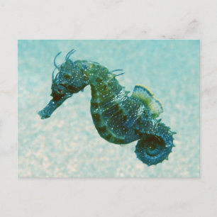 Carte Postale Hippocampe à bec court   Crimée, Russie