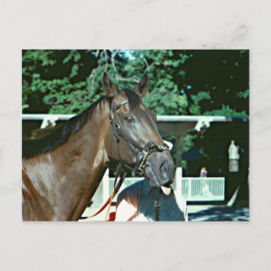 Carte Postale Hippocampe de course Forego 1977