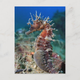 Carte Postale Hippocampe   Hippocampus Ramulosus