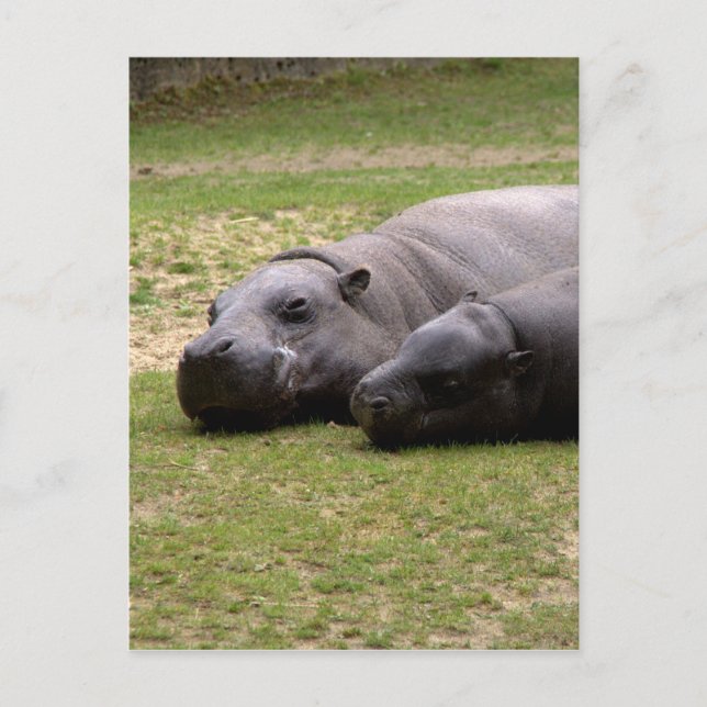 Carte Postale Hippopotame (Devant)