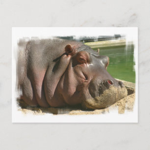Carte postale Hippopotame