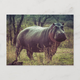 Carte Postale Hippopotame