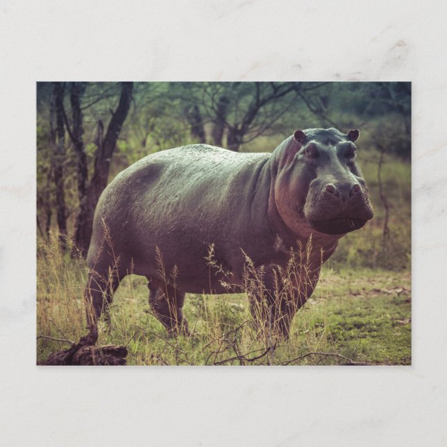Carte Postale Hippopotame (Devant)