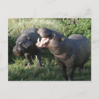 Carte Postale Hippopotame