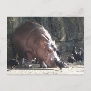 Carte postale Hippopotame