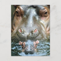 Hippopotame et bébé