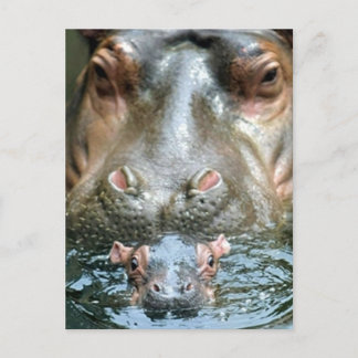 Carte Postale Hippopotame et bébé