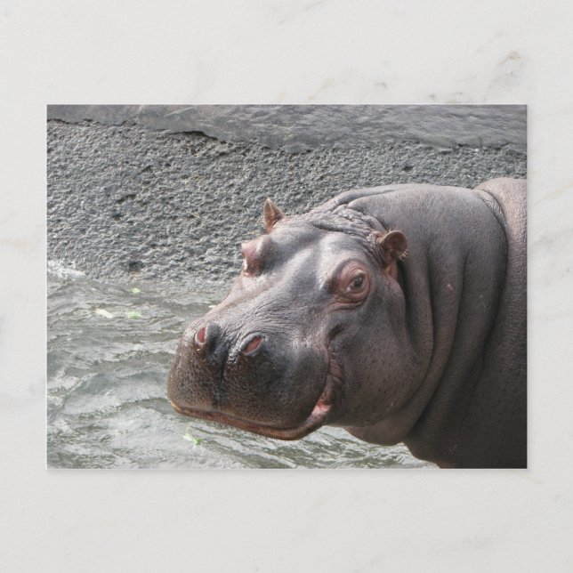 Carte Postale Hippopotame hardi ! (Devant)