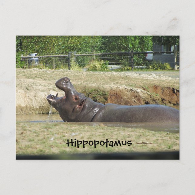 Carte Postale Hippopotame prendre un verre (Devant)