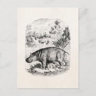 Carte Postale Hippopotame vintage / Hippopotame allaitant Hippop