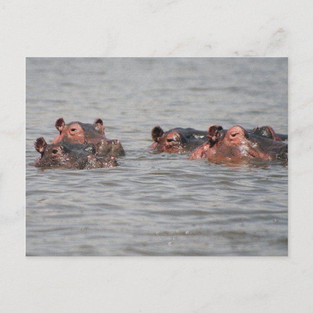 Carte Postale Hippopotames (Devant)