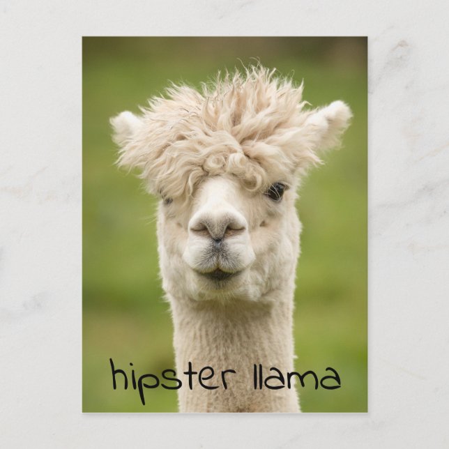 Carte Postale Hipster Lama drôle Hairdo (Devant)