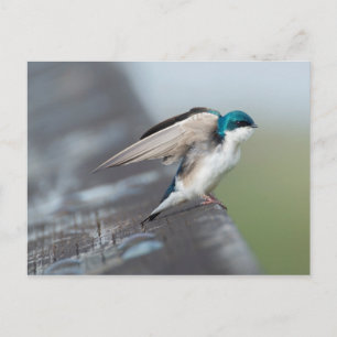 Carte Postale Hirondelle