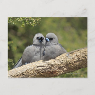 Carte Postale Hirondelle à facettes noires, Artamus cinereus