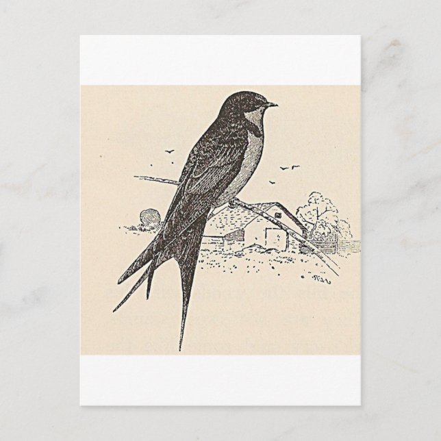 Carte Postale Hirondelle à la grange (Devant)