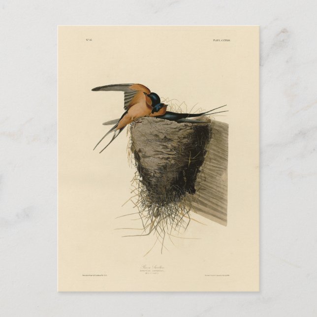 Carte Postale Hirondelle de grange des oiseaux d'Amérique d'Audu (Devant)
